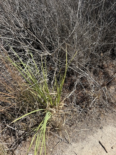 Pampas Grass