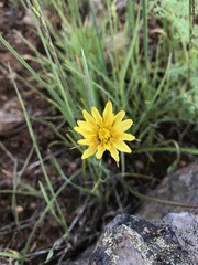 Microseris nutans