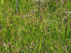 Carex subspathacea