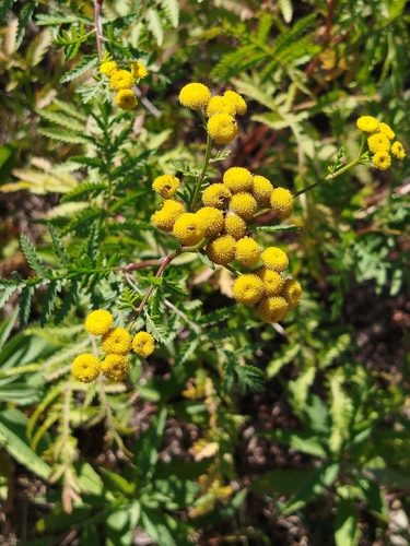 Common Tansy