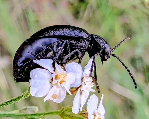 black-punctured leaf beetle