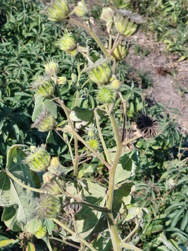 velvetleaf