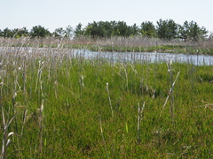 Carex subspathacea