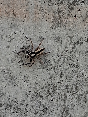 Gray Wall Jumping Spider