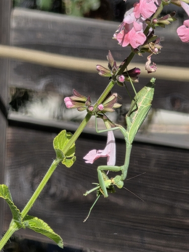 Arizona Mantis