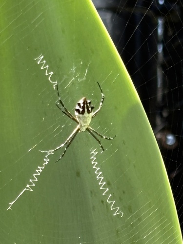 Silver Garden Orbweaver
