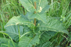 Verbascum pyramidatum