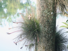 Tillandsia juncea