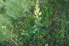 Verbascum pyramidatum