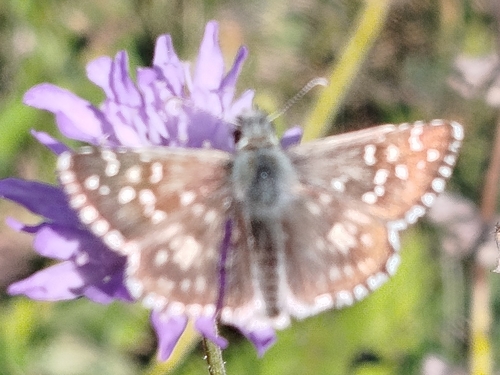 Oberthür's grizzled skipper