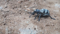 Aegorhinus superciliosus