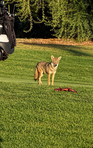Coyote