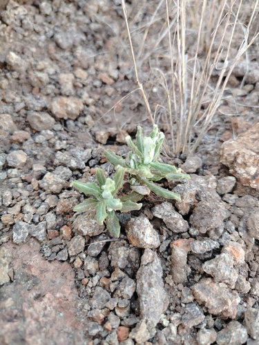 Pseudognaphalium biolettii, 2026-09-30
