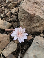 Lewisia rediviva