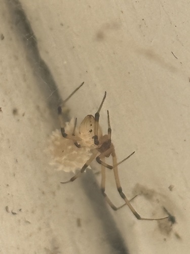 Brown Widow
