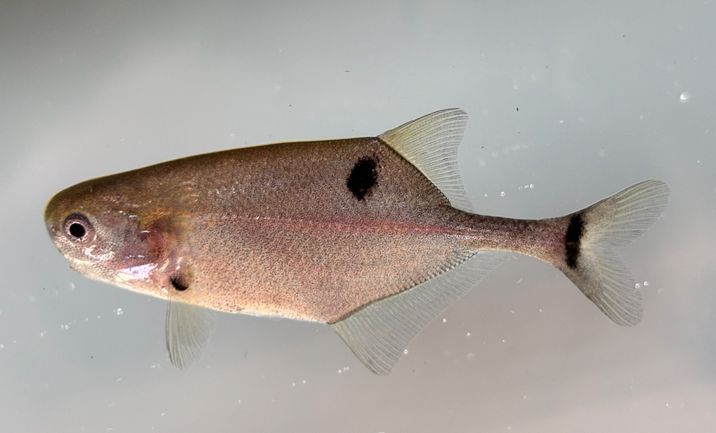 Petrocephalus boboto