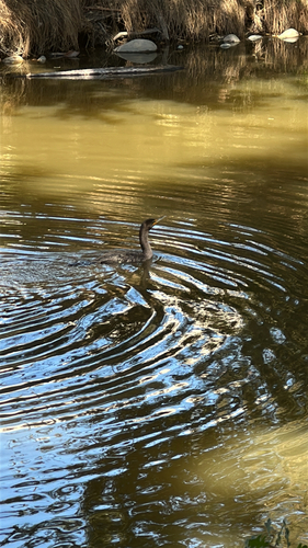 Double-crested Cormorant