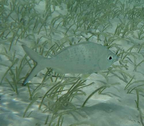 Gerres longirostris observed 2026-10-01