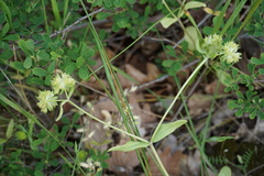 Valerianella turgida