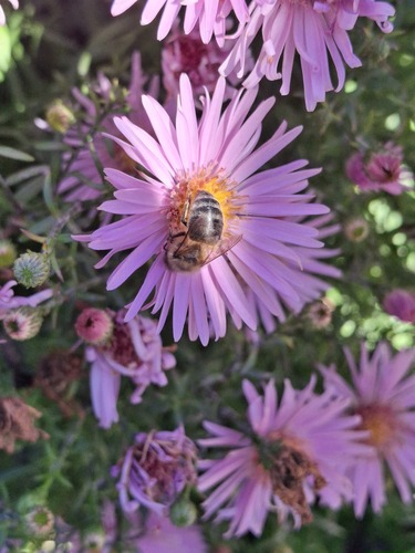 Western Honey Bee