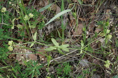 Valerianella turgida