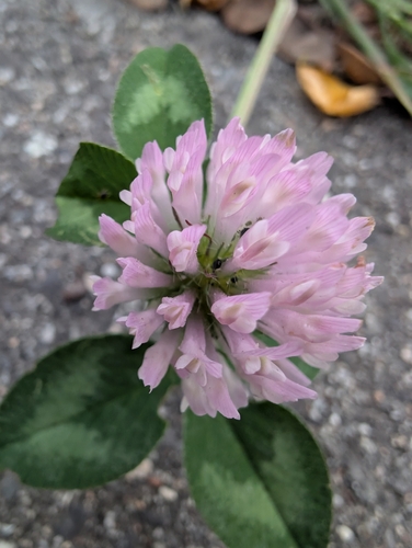 Red Clover