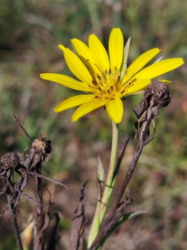 Eastern Goat's-beard