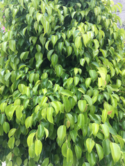 Ficus benjamina