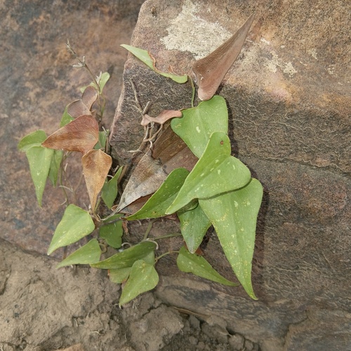 Rough Bindweed