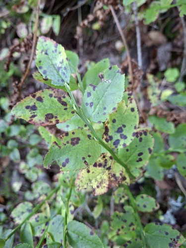 common bilberry