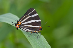 Panthiades bathildis