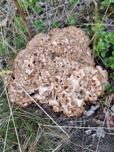 Cauliflower Fungus