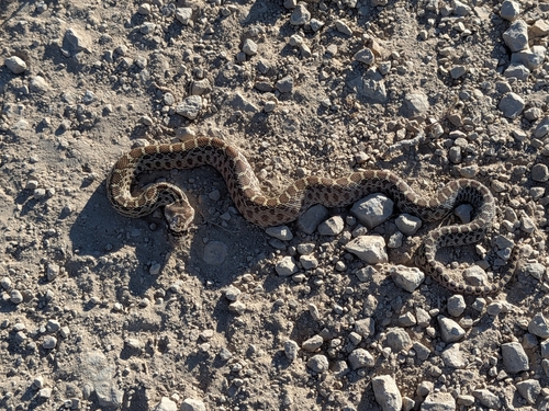 Gopher Snake