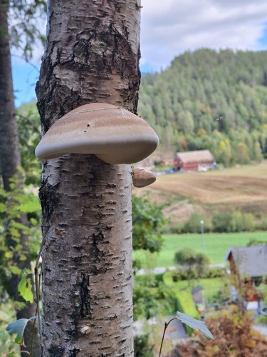 birch polypore