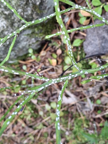 willow scale