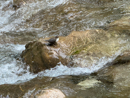 White-throated Dipper