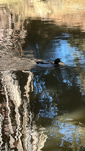 Mallard