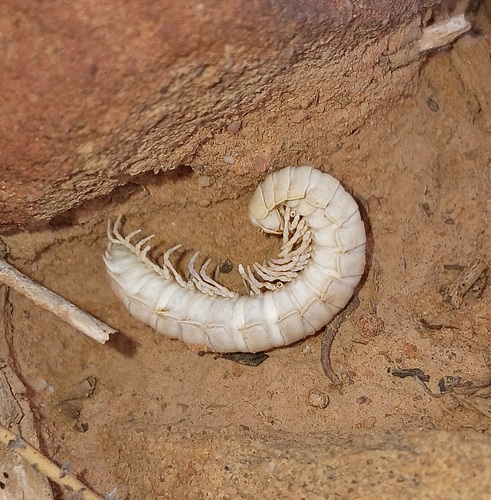 Melaphe mauritanica