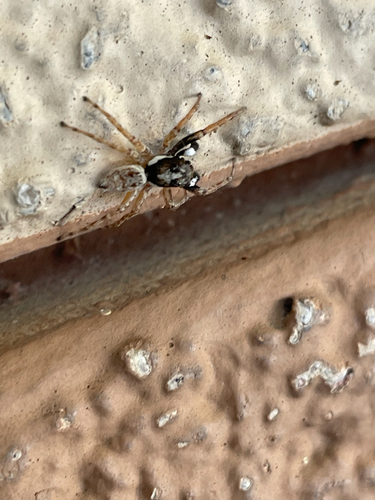 Half-edged Wall Jumping Spider
