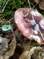Russula vinacea