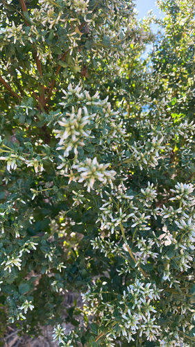 coyote brush
