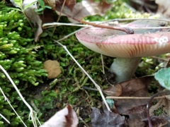 Russula vinacea