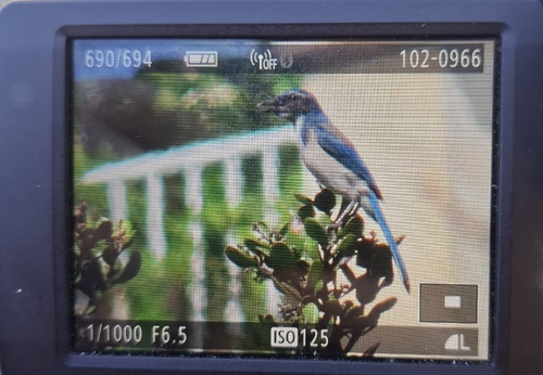 California Scrub-Jay