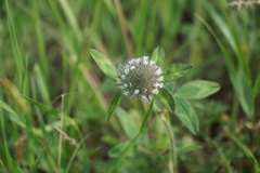 Trifolium diffusum