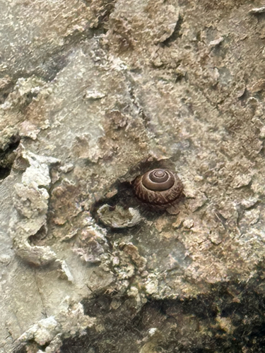 Copse Snail