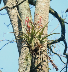 Tillandsia belloensis