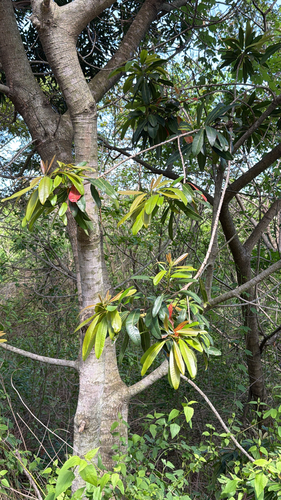 Protorhus longifolia, 2026-10-01