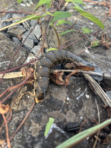 Convolvulus Hawkmoth