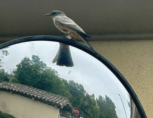 Say's Phoebe