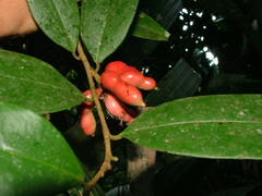 Xylopia bocatorena